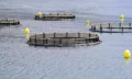 Diploma-in-Aquaculture