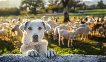 dogs-herds-sheep-on-farm-600nw-2508343027