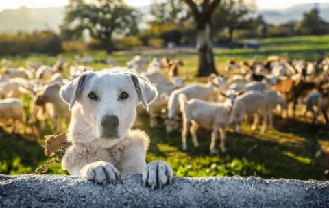 dogs-herds-sheep-on-farm-600nw-2508343027