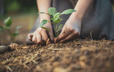 istockphoto-1256012711-612x612