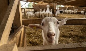 Camal Sheep Goat farming in Animal Welfare