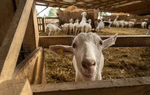 Camal Sheep Goat farming in Animal Welfare