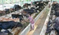 Cow Buffalo farming