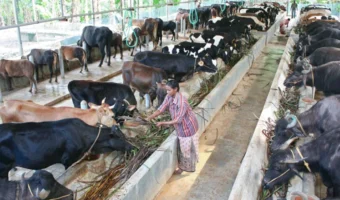 Cow Buffalo farming