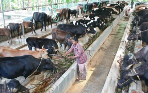 Cow Buffalo farming
