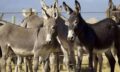 Diploma in Donkey Farming