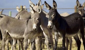 Diploma in Donkey Farming