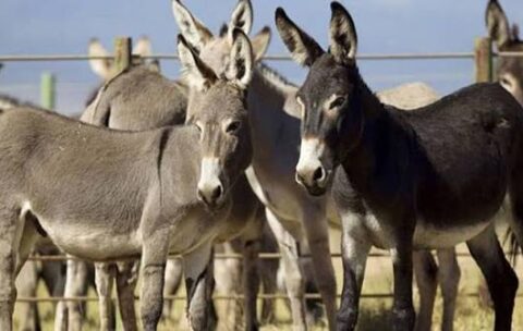 Diploma in Donkey Farming