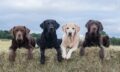Dog Farming