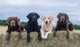 Dog Farming
