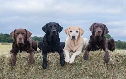 Dog Farming