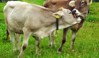 Leck mich: Zärtlichkeit der Rinder