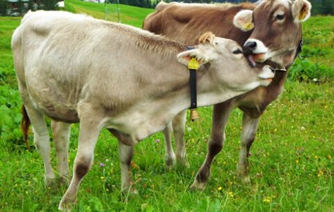 Leck mich: Zärtlichkeit der Rinder