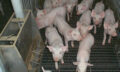 Pig Farming in Animal Welfare