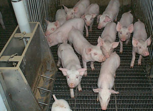 Pig Farming in Animal Welfare