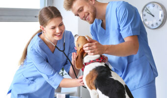 Veterinary Assistant