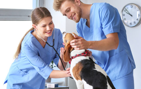 Veterinary Assistant